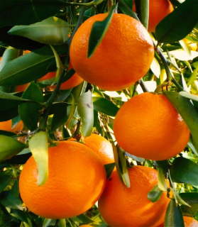 Citrus reticulata x sinensis 'Ortanique'
